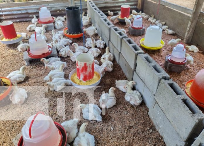 Foto: Pollo a la Urbaiteña, en la Isla de Ometepe / TN8