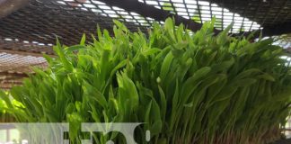 Foto: INTA capacita sobre alimento para ganado menor en Tipitapa / TN8