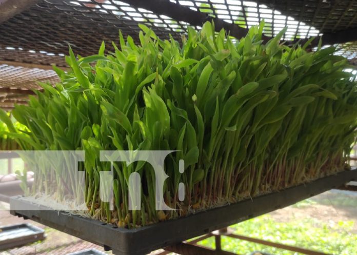 Foto: INTA capacita sobre alimento para ganado menor en Tipitapa / TN8 Foto: INTA capacita sobre alimento para ganado menor en Tipitapa / TN8