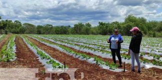 Foto: Buena producción en San Francisco Libre / TN8