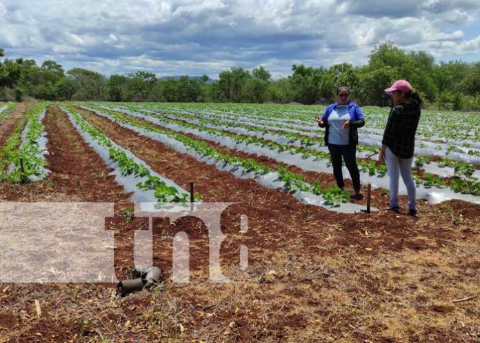 Foto: Buena producción en San Francisco Libre / TN8 Foto: Buena producción en San Francisco Libre / TN8