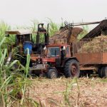 Zafra 2023-2024: La segunda mejor en la historia de Nicaragua Foto: Zafra de azúcar (foto referencia)