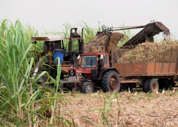Foto: Zafra de azúcar (foto referencia) Foto: Zafra de azúcar (foto referencia)