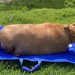 Mujer es arrestada en Nueva Zelanda por sobrealimentar a su perro Foto: Mujer es arrestada en Nueva Zelanda por sobrealimentar a su perro/ Créditos