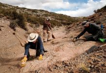 Museo digitalizará 14 mil huellas de dinosaurios de hace 152 millones de años Foto: Museo digitalizará 14 mil huellas de dinosaurios/Cortesía