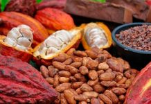 Análisis revela presencia de metales pesados en productos derivados del cacao Foto: Encuentran metales pesados en alimentos derivados del cacao/Cortesía