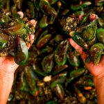 Foto: Reino Unido, advierte presencia de plástico reforzado con fibra de vidrio en la cadena alimenticia marina/Cortesía