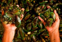 Foto: Reino Unido, advierte presencia de plástico reforzado con fibra de vidrio en la cadena alimenticia marina/Cortesía