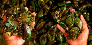 Foto: Reino Unido, advierte presencia de plástico reforzado con fibra de vidrio en la cadena alimenticia marina/Cortesía