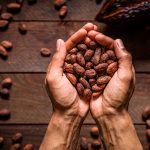 ¿Componentes del cacao pueden ser beneficiosos para la salud? Foto: ¿Componentes del cacao pueden ser beneficiosos para la salud? /cortesía