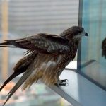 Más de 3500 millones de aves mueren anualmente por este asesino invisible Foto: Más de 3500 millones de aves mueren anualmente por este asesino invisible /cortesía