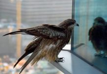 Más de 3500 millones de aves mueren anualmente por este asesino invisible Foto: Más de 3500 millones de aves mueren anualmente por este asesino invisible /cortesía