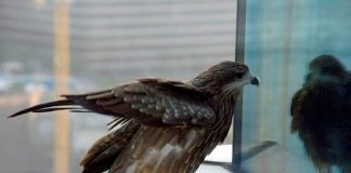 Foto: Más de 3500 millones de aves mueren anualmente por este asesino invisible /cortesía