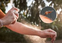 Foto: Esta es la técnica japonesa para ganarle a los mosquitos / Cortesía