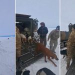 Foto: Rescatan a peón y sus perros luego de estar atrapados en la nieve un mes/Créditos