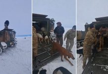 Rescatan a peón y sus perros de la nieve Foto: Rescatan a peón y sus perros luego de estar atrapados en la nieve un mes/Créditos