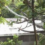 Fuerte lluvia y vientos derriban árboles y cables en Estelí Fuerte lluvia y vientos derriban árboles y cables en Estelí