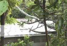 Fuerte lluvia y vientos derriban árboles y cables en Estelí Fuerte lluvia y vientos derriban árboles y cables en Estelí