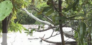 Fuerte lluvia y vientos derriban árboles y cables en Estelí