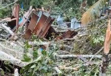 Un árbol cae y mata a un hombre de 60 años en San José de Bocay, Jinotega Foto: Un árbol cae y mata a un hombre de 60 años en San José de Bocay, Jinotega/TN8