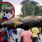 Hombre es aplastado por un elefante en india Foto: Hombre es aplastado por un elefante en india/Créditos