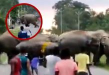 Foto: Hombre es aplastado por un elefante en india/Créditos