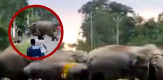 Foto: Hombre es aplastado por un elefante en india/Créditos