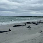 Foto: Tragedia en Escocia /cortesía