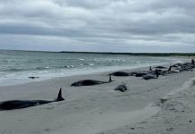 Mueren más de 70 ballenas piloto en una isla de Escocia Foto: Tragedia en Escocia /cortesía