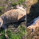 Australia: Investigan la espeluznante masacre de más de 65 canguros Foto: Crimen ambiental en Australia /cortesía