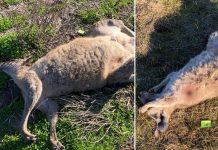 Australia: Investigan la espeluznante masacre de más de 65 canguros Foto: Crimen ambiental en Australia /cortesía