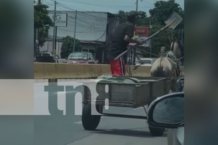 1 Foto: Carretonero agrede con una pala a su caballo en la pista del mercado Roberto Huembes/TN8