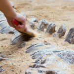 Foto: Lluvias dejaron expuesto un fósil de dinosaurio en Brasil/Cortesía