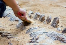 Lluvias en Brasil dejan expuesto fósil de uno de los dinosaurios más antiguos del mundo Foto: Lluvias dejaron expuesto un fósil de dinosaurio en Brasil/Cortesía