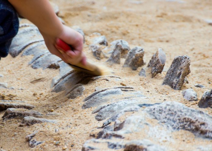 Foto:  Lluvias dejaron expuesto un fósil de dinosaurio en Brasil/Cortesía Foto: Lluvias dejaron expuesto un fósil de dinosaurio en Brasil/Cortesía