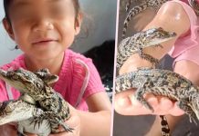 ¡Increíble! Niña tailandesa de 4 años juega con decenas de crías de cocodrilo Foto: Video de una niña tailandesa de 4 años jugando con crías de cocodrilo/Cortesía