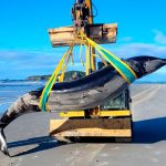 Hallan cadáver en Nueva Zelanda de la que podría ser la ballena más rara del mundo Foto: Autoridades de Nueva Zelanda han hallado el cadáver de una Ballena/Cortesía