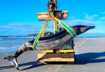 Hallan cadáver en Nueva Zelanda de la que podría ser la ballena más rara del mundo Foto: Autoridades de Nueva Zelanda han hallado el cadáver de una Ballena/Cortesía