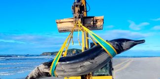 Foto: Autoridades de Nueva Zelanda han hallado el cadáver de una Ballena/Cortesía