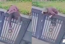 Abuelita de 92 años escala reja de dos metros para escapar de asilo (VIDEO) Foto: Abuela escala reja de dos metros para escapar de asilo /Cortesía