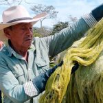 Empaques ecológicos en Colombia: Fique toma protagonismo como alternativa sostenible Foto: En Colombia la utilización de fique, una fibra biodegradable y compostable/Cortesía