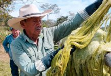 Empaques ecológicos en Colombia: Fique toma protagonismo como alternativa sostenible Foto: En Colombia la utilización de fique, una fibra biodegradable y compostable/Cortesía
