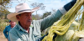 Foto: En Colombia la utilización de fique, una fibra biodegradable y compostable/Cortesía