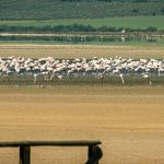 Voluntarios de Argelia salvan a unos 300 flamencos en riesgo por la sequía Foto: Voluntarios de Argelia salvan a unos 300 flamencos en riesgo por la sequía/Créditos