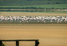 Foto: Voluntarios de Argelia salvan a unos 300 flamencos en riesgo por la sequía/Créditos