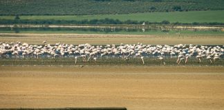Foto: Voluntarios de Argelia salvan a unos 300 flamencos en riesgo por la sequía/Créditos