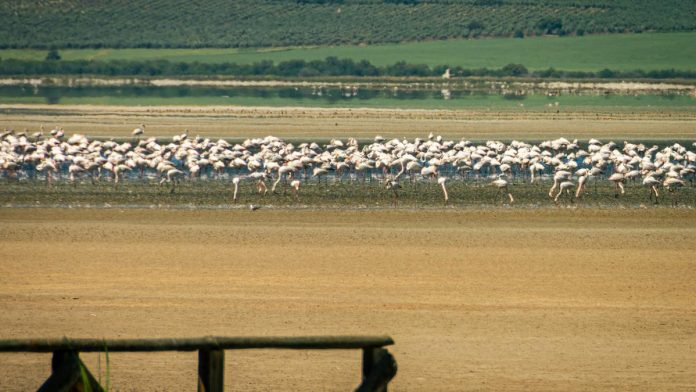 1 Foto: Voluntarios de Argelia salvan a unos 300 flamencos en riesgo por la sequía/Créditos