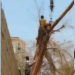 Foto: Muere aplastado por grúa mientras podaba un árbol /Cortesía