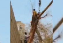 Foto: Muere aplastado por grúa mientras podaba un árbol /Cortesía