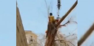 Foto: Muere aplastado por grúa mientras podaba un árbol /Cortesía